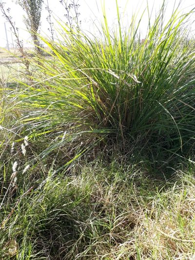Paspalum quadrifarium, photographed by Lauu