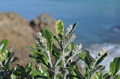 Pittosporum crassifolium, photographed by Tony Wills