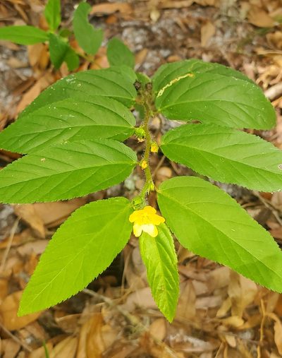 Sida planicaulis, photographed by Laura Gaudette