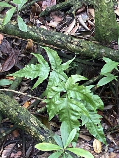 Tectaria heracleifolia, photographed by Jade Fortnash