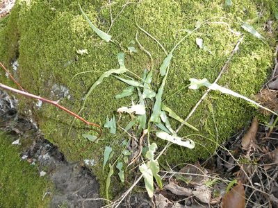 Asplenium rhizophyllum, photographed by Bruce Cook