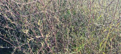 Plagianthus divaricatus, photographed by Halema J