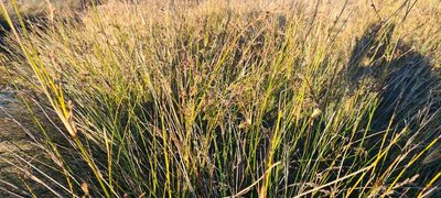 Juncus kraussii, photographed by Halema J