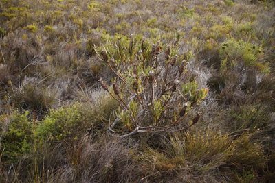 Protea lepidocarpodendron, photographed by Tony Rebelo
