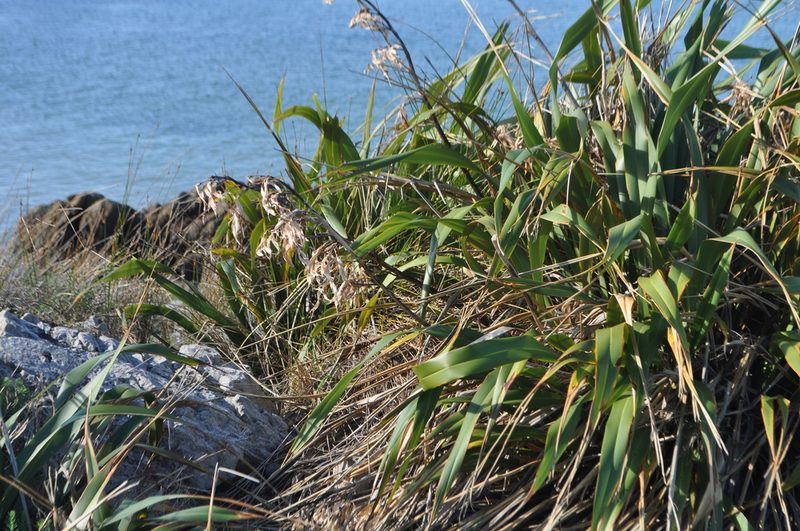 Phormium colensoi, photographed by Tony Wills