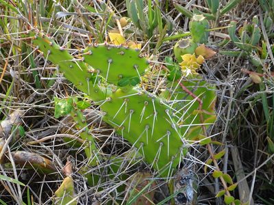 Opuntia monacantha, photographed by Shaun Swanepoel