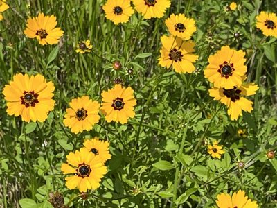 Coreopsis basalis