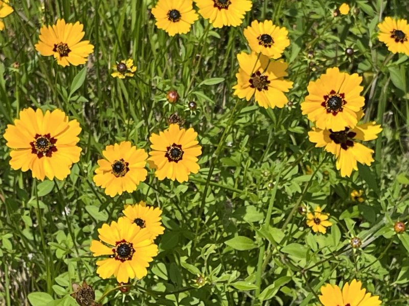 Coreopsis basalis, photographed by LBuffum