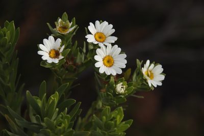 Osmitopsis asteriscoides, photographed by Tony Rebelo