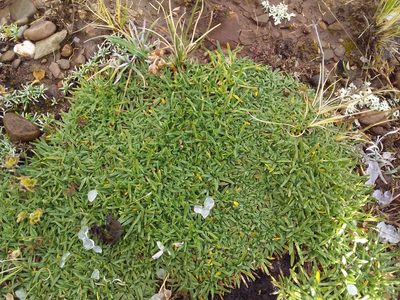 Azorella diapensioides, photographed by Humber Alberto