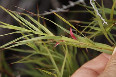 Cliffortia graminea, photographed by Tony Rebelo
