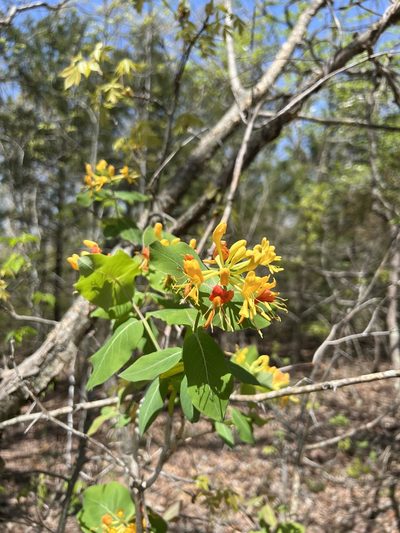 Lonicera flava, photographed by Nathan Aaron
