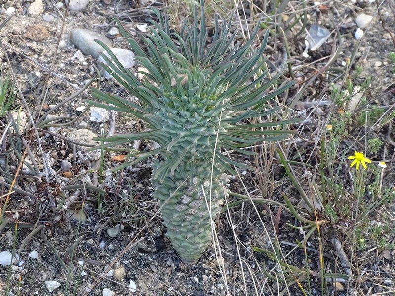 Euphorbia clandestina, photographed by Shaun Swanepoel