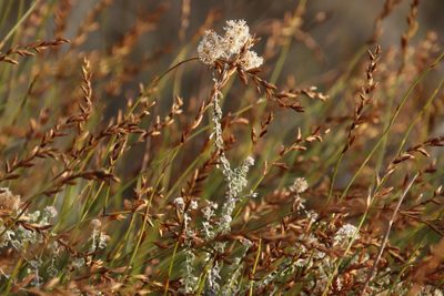Plecostachys serpyllifolia, photographed by Tony Rebelo