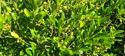 Euonymus japonicus, photographed by Halema J
