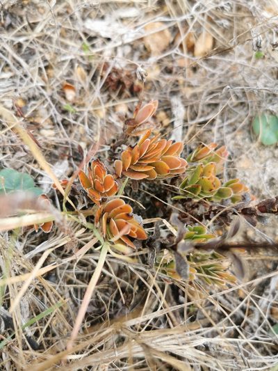 Crassula fallax, photographed by Cait Smith
