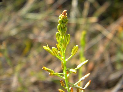 Bulbine favosa, photographed by Tim Kirsten