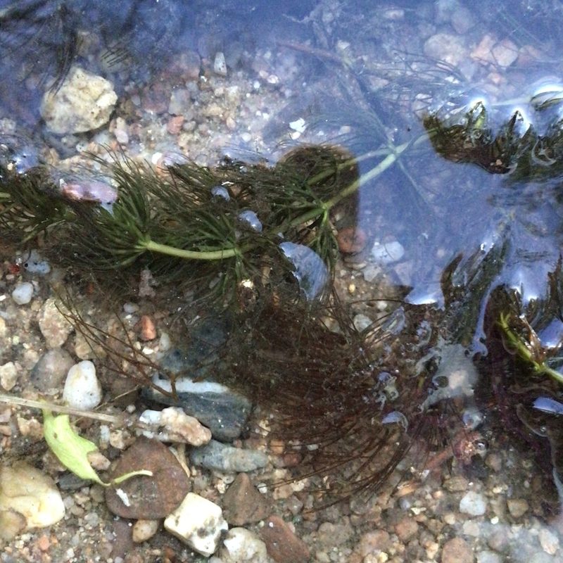 Ceratophyllum submersum, photographed by J. Drzewiecka