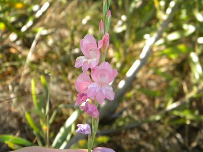Gladiolus brevifolius, photographed by Tim Kirsten