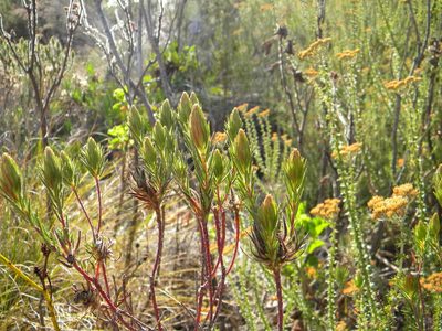 Phylica pubescens, photographed by Tim Kirsten