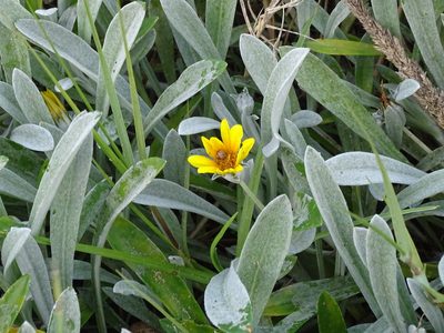 Gazania rigens, photographed by Shaun Swanepoel