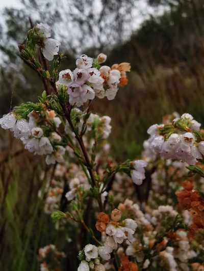 Erica subdivaricata, photographed by Cait Smith