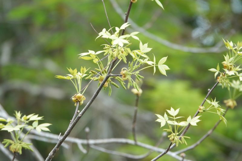 Carya glabra, photographed by Claire Herzog
