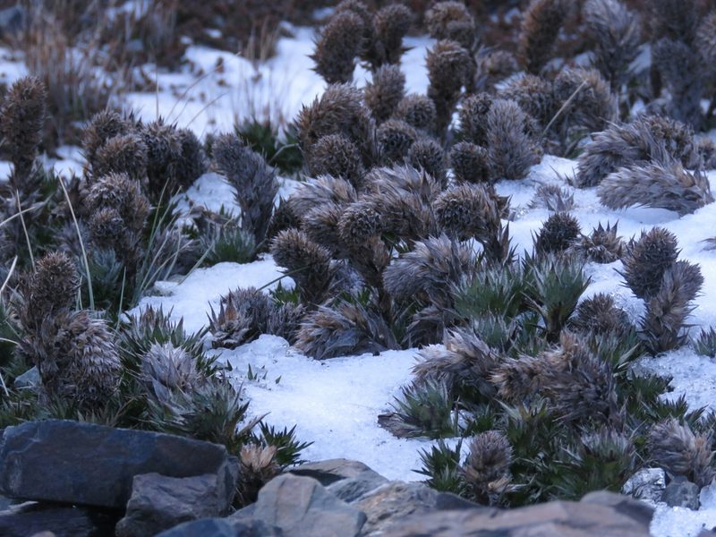 Nassauvia magellanica, photographed by Federico Muñoz