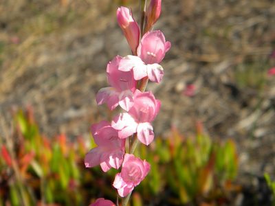 Gladiolus brevifolius, photographed by Tim Kirsten