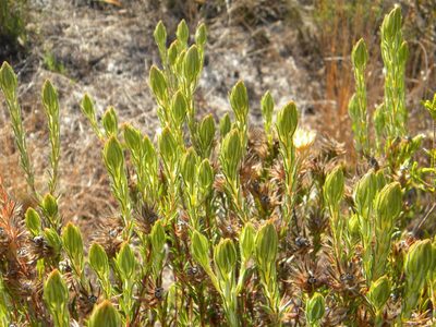 Phylica pubescens, photographed by Tim Kirsten