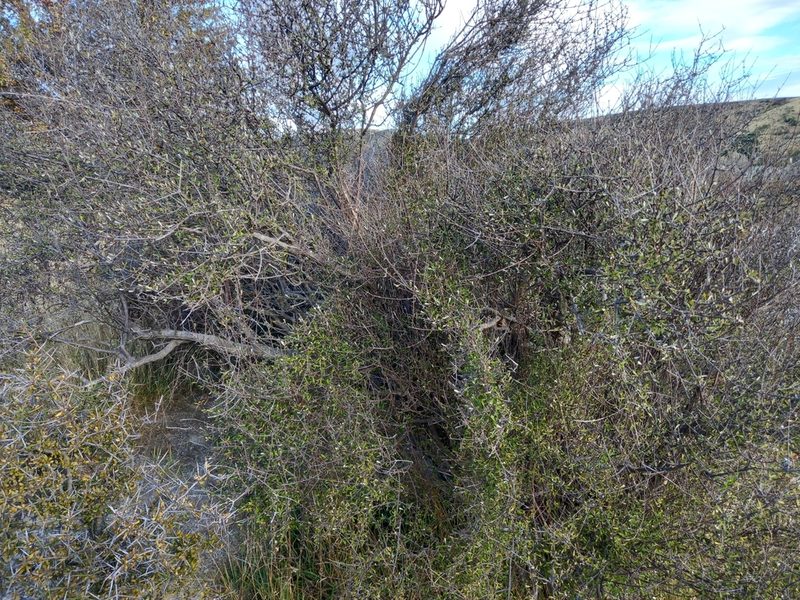 Olearia odorata, photographed by Carey_Knox_Southern_Scales