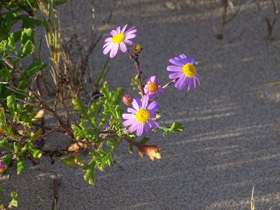 Senecio elegans, photographed by Shaun Swanepoel