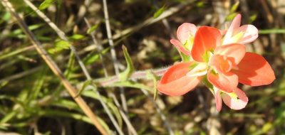 Castilleja indivisa, photographed by saltyhiker
