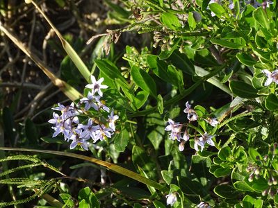 Solanum africanum, photographed by Shaun Swanepoel