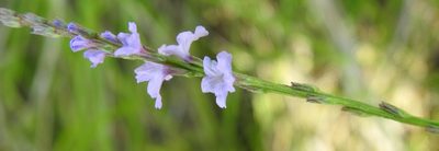 Verbena halei, photographed by saltyhiker