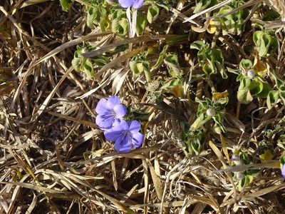 Barleria obtusa, photographed by Shaun Swanepoel