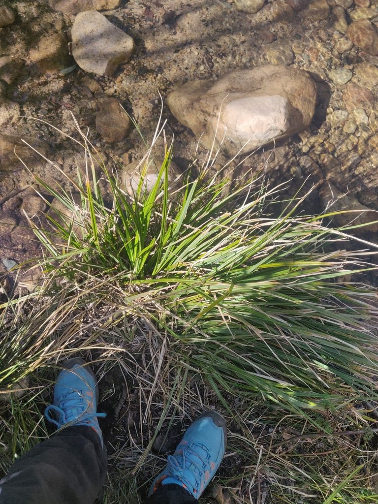 Carex microcarpa, photographed by Davide Puddu