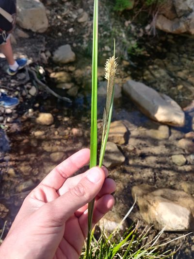 Carex microcarpa, photographed by Davide Puddu