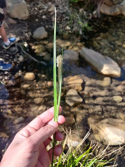 Carex microcarpa, photographed by Davide Puddu