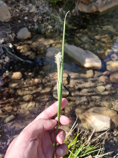 Carex microcarpa, photographed by Davide Puddu