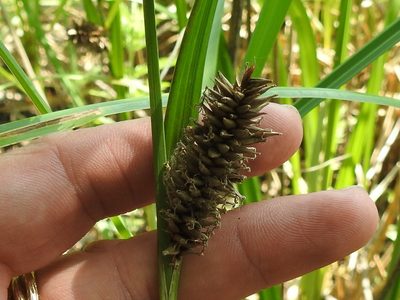 Carex hyalinolepis, photographed by Sam Kieschnick