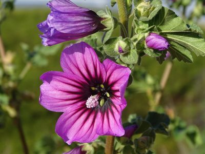 Malva arborea, photographed by Shaun Swanepoel