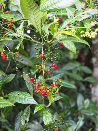 Psychotria marginata, photographed by Lena Struwe