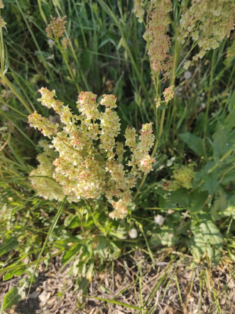 Rumex thyrsoides, photographed by Davide Puddu