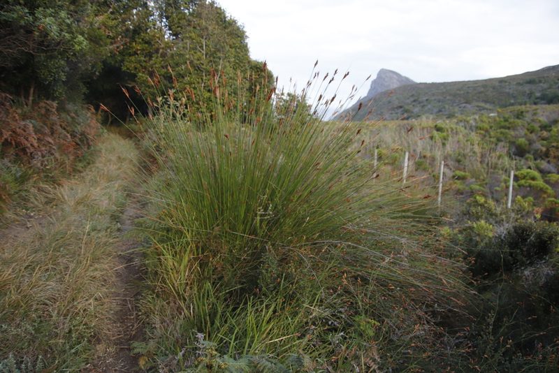 Neesenbeckia punctoria, photographed by Tony Rebelo
