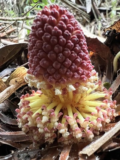 Langsdorffia hypogaea, photographed by Nicolás Baresch Uribe