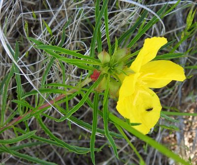Oenothera capillifolia