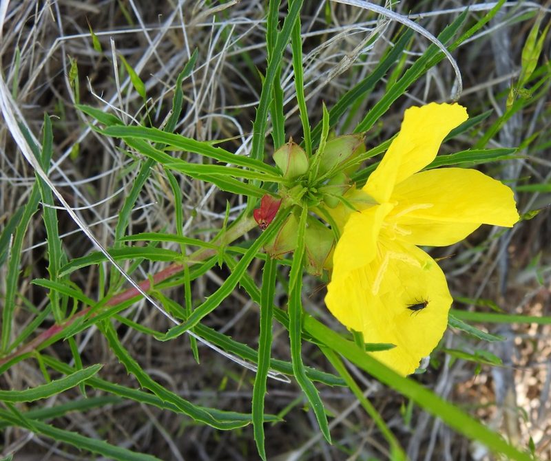 Oenothera capillifolia, photographed by saltyhiker