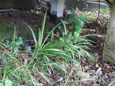 Chlorophytum comosum, photographed by naturewatchwidow