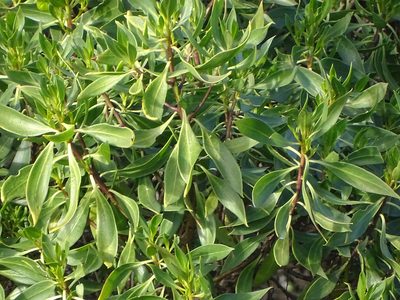 Myoporum insulare, photographed by Shaun Swanepoel